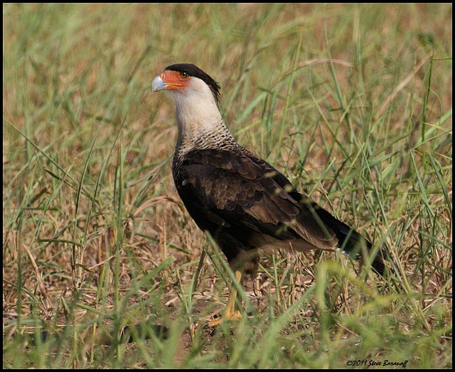 _1SB6757 crested caracara.jpg